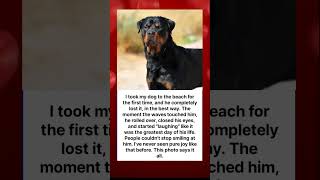 He looks so happy.#dogs #dogstories