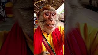 Monkey on Station #shorts #funny #meme #cartoon #codemy #ai #freemoney #free