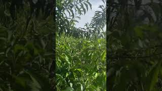 #plantssparkjoy #food #greenlove #houseplants #fruitprep #cuttingfruit #fruitvideos #kitchenhacks