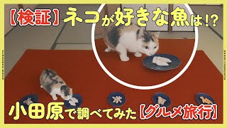 【検証】ネコがいちばん好きな魚は何なのか小田原に行って調べてみた