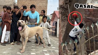 Qasai Sy Apna Bully Dog Wapsi Ly Aiy 😎 Larai Ho Gai 😡