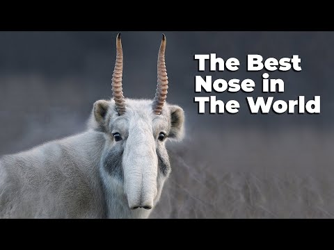 This Alien-Looking Animal Has the Strangest Nose on Earth
