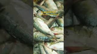 #ilishmaach #bhapailish #hilsa #ilishbazar #ilish #toyotahyryder #hybridsuv #diamondharbour