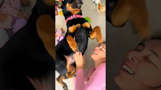 #puppy #love #doglife #dog #pets #cute #animals #petlover #funny #goldenretreivers