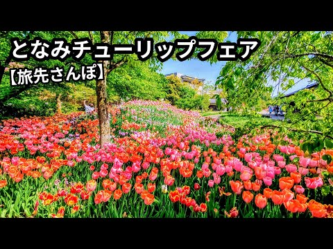 [Toyama] Japan's largest tulip festival | 40-minute stroll through Tonami Tulip Fair