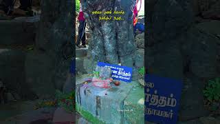 ||📍மூலிகை குணம் நிறைந்த அகஸ்தியர் அருவி...✨️🍃||