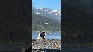 🦅 How To Attract Eagles In Alaska #fishing #wildsalmon #wildlife #facts
