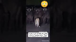 #farmlife #مزرعه #angry تنهایی زد به گله  #LeopardAttack #شکاروحشی #WildlifeEncounters #NatureDrama