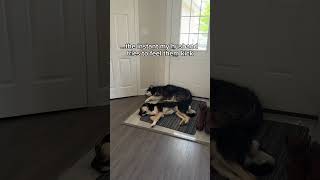 my babies match my dogs zoomie energy until dad tries to feel them moving… WHY!? #dogvideos
