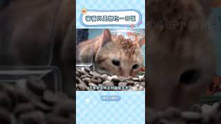 小貓對人類信任，差點要了它的命。。。#流浪貓  #每個生命都應該被尊重  #貓咪  #善待動物