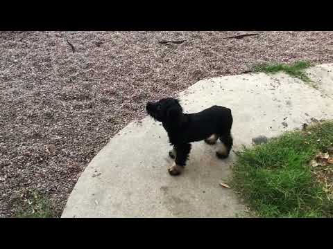 Milo running around
