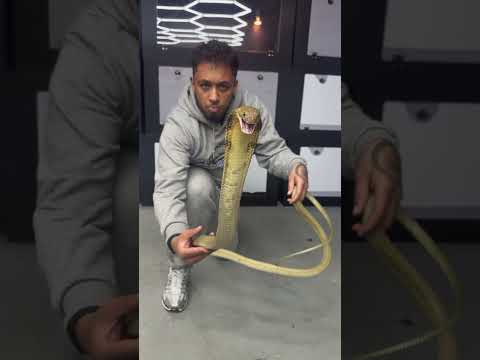 "Up close with a fierce King Cobra—no cage, just pure adrenaline! 🐍💥 #KingCobra #WildAdventure"
