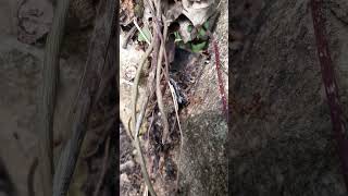 #nature #youtubeshorts #shortsvideo #ant #redant