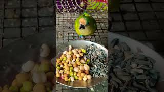#short#viral#peach#fronted#conure please subscribe my channel