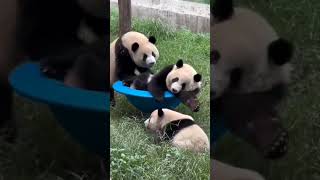 争地盘抢玩具，熊猫亲兄弟合伙干仗， 三只大熊猫大打出手  #大熊猫  #熊猫 #panda #熊猫打架