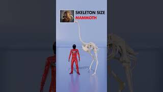 Skeleton Size Comparison | Guess The Tallest Skeleton In This Lineup!