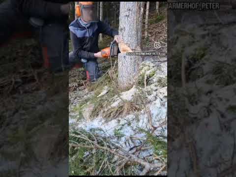 no way he is cutting ✂️ tree very fantastically.