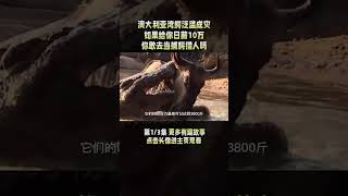 1/3 澳大利亚湾鳄泛滥成灾，如果给你日薪十万，你敢去当捕鳄猎人吗？#鳄鱼 #湾鳄 #动物
