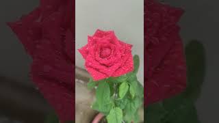 rose flower #shots #youtubeshots #flowers #rose