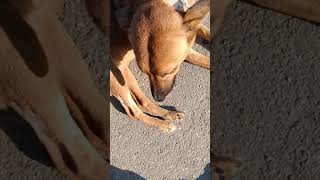 Cute Street Dogs Jarry #dog #streetdog #indiandog  #bigdreams Big Dreams #shorts #shortvideo