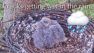 #72🦅🐥15°🐥15°／Falcon Nest 2025🇬🇧 Forestry England South Forest District／Powerd by WildlifeWindows