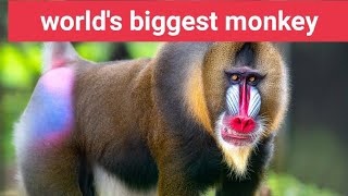 world's biggest monkey 😱😱😱 #dailyfact