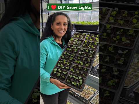 DIY Grow Lights - Grow A TON Of Plants!