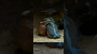 A kingfisher dad teaching its chicks to fly