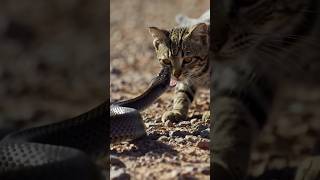 UNBELIEVABLE! Wild Cat's LIGHTNING SPEED vs. Deadly Black Mamba! #snakeattack