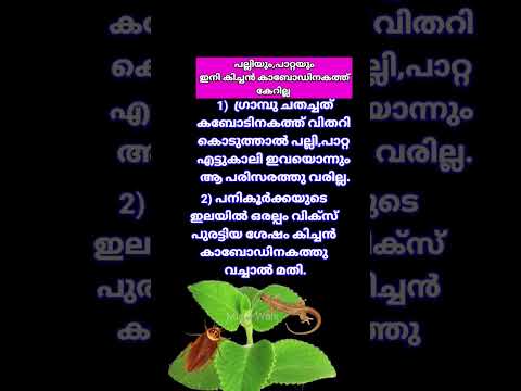 How to get rid of Lizards snd Cockroaches easily #lizardrepllente