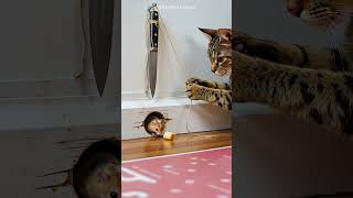 Shocking! Cat hides rope in plain sight — smart or sneaky? #catandmouse #funny #trending