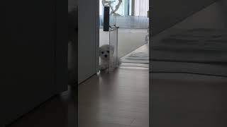 종일 붙어있고 싶은 뭉딱지♥︎ #bichon #뭉자