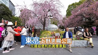 Cherry blossoms in Ueno Park, Tokyo, conveniently located at Ueno Station