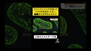 【ミトコンドリア🫛】⚫️⚫️倍も効率的なるわけ"ATP合成反応"とは🧐