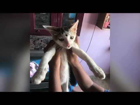 In memories of my cat pls come back dear I miss you