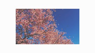 ヒグチアイ / まっすぐ (合唱)