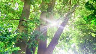 Forest Sound | Soft Light and Wind Sound | 3 Hours of Wind Sound | ASMR | Sleep