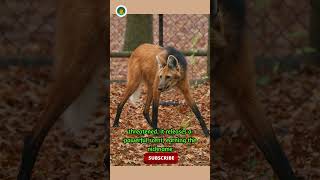 Maned Wolf 🦊 Rare Wonder of the Wild|#shorts #ghiblistyle  #ghibli #ytshorts #ghibliart