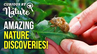 Nature Walk for Kids (Exploring Signs of Wildlife)