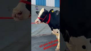 #hfcow #hff #abscows #DenmarkCows #heavymilkercows #dairyfarming #radhekrishnadairyfarm #topperHF