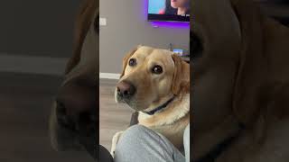 Yellow lab Axel. #dog #labrador #yellowlab #funnydogs