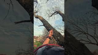 Crane pick 🏗️#treeclimber #tree #arblife #climbing #treeclimbing #arborist #stihl #craneremoval
