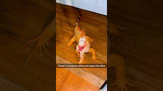 Humans and reptiles are both tetrapods #pet #pets #petlover #funnyvideos #funnyanimals #fypシ