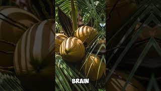 Why Coconut Is the Most Underrated Superfood 🥥 #facts #factsvideo #nutritiontips #healthyfood #usa