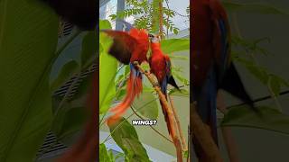 Parrot Made of Fruit Roll-ups