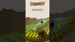 The 10 Best Animals to Keep as Pets #shorts #top10 #pet2022 #petlover #bestpets