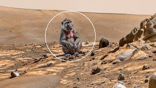 NASA Photographed Stunning Images from Perseverance Rover on Mars - Sol 1256 | Mars Images