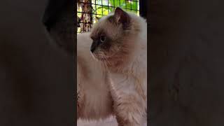 Cat mass entry/cat lover/Bigbidylog/short video/trend/parrassinivlog