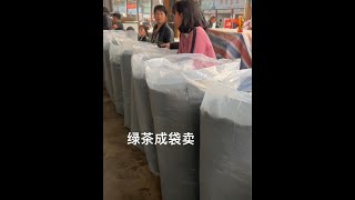这里的绿茶成袋子卖，都是明前茶，一袋子100多斤#爱喝茶的关注我 #原产地 #新茶上市