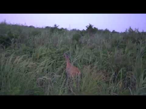 Flyguyee Sees Deer
